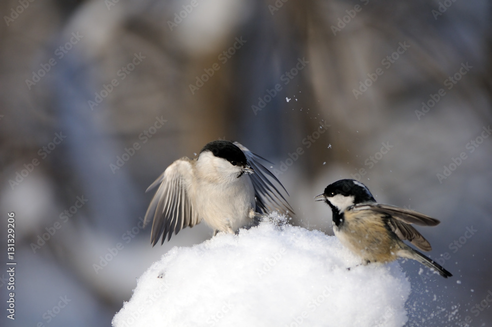 Obraz premium Coal Tit and Willow Tit conflict in snow