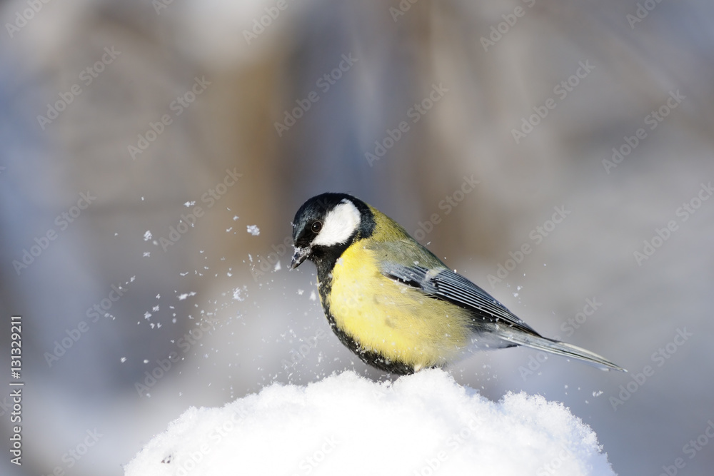 Naklejka premium Great tit in snow