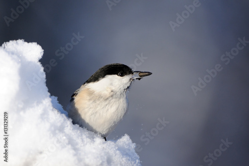 Willow Tit with a seed in snow