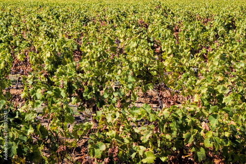 Südafrika, Weinanbau