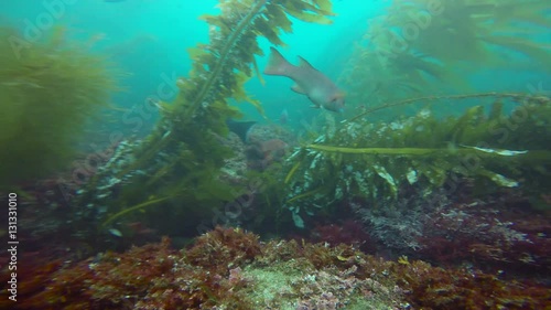 Wallpaper Mural Увлекательные подводные погружения в подводных садах ламинарий. Калифорния. Torontodigital.ca