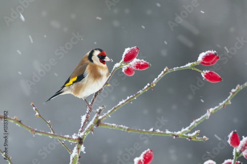 Goldfinch Carduelis carduelis on rosehips in snow