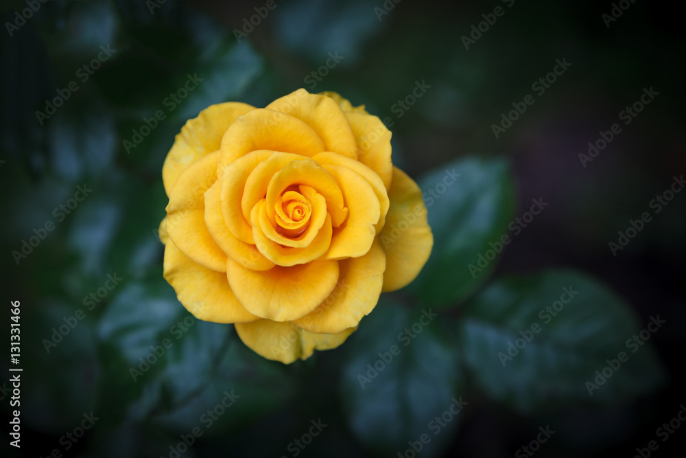 Naklejka premium Single beautiful yellow rose on a natural dark green background