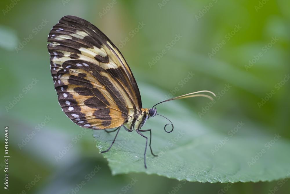 Obraz premium Schmetterling