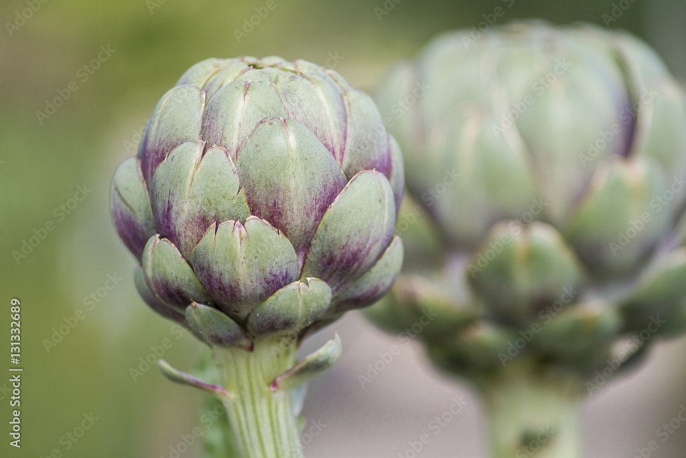 Obraz premium Artischocke