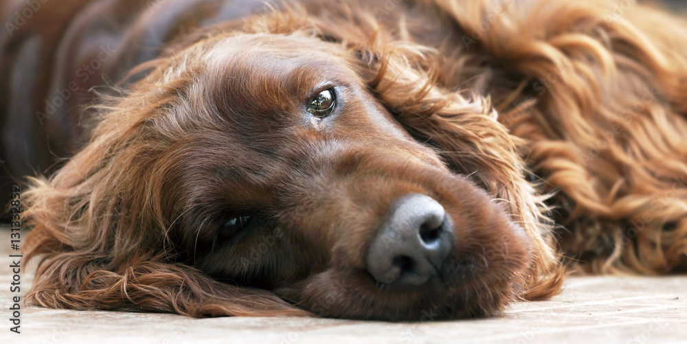 Banner of a beautiful lazy Irish Setter dog Banner of a beautiful lazy Irish Setter dog