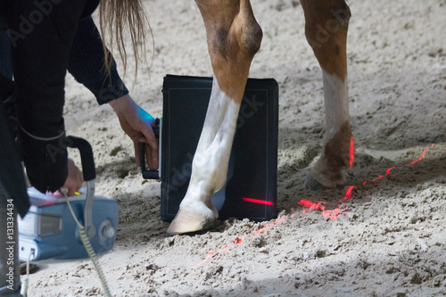 horse veterinarian examines a horse on possible fractures with an x-ray device and does research at horse hoof
