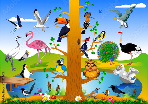 bird kingdom