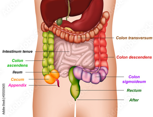 colon anatomy, medical vector illustration