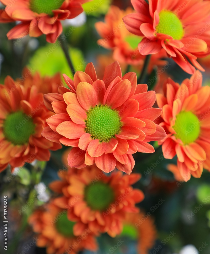 Obraz premium A bunch of beautiful orange sunflowers.