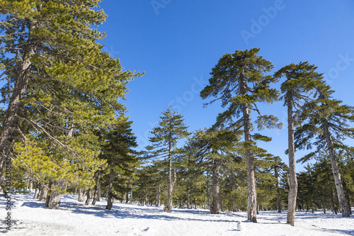 Picturesque winter landscape with snow and blue sky in Troodos Mountains on Cyprus photo