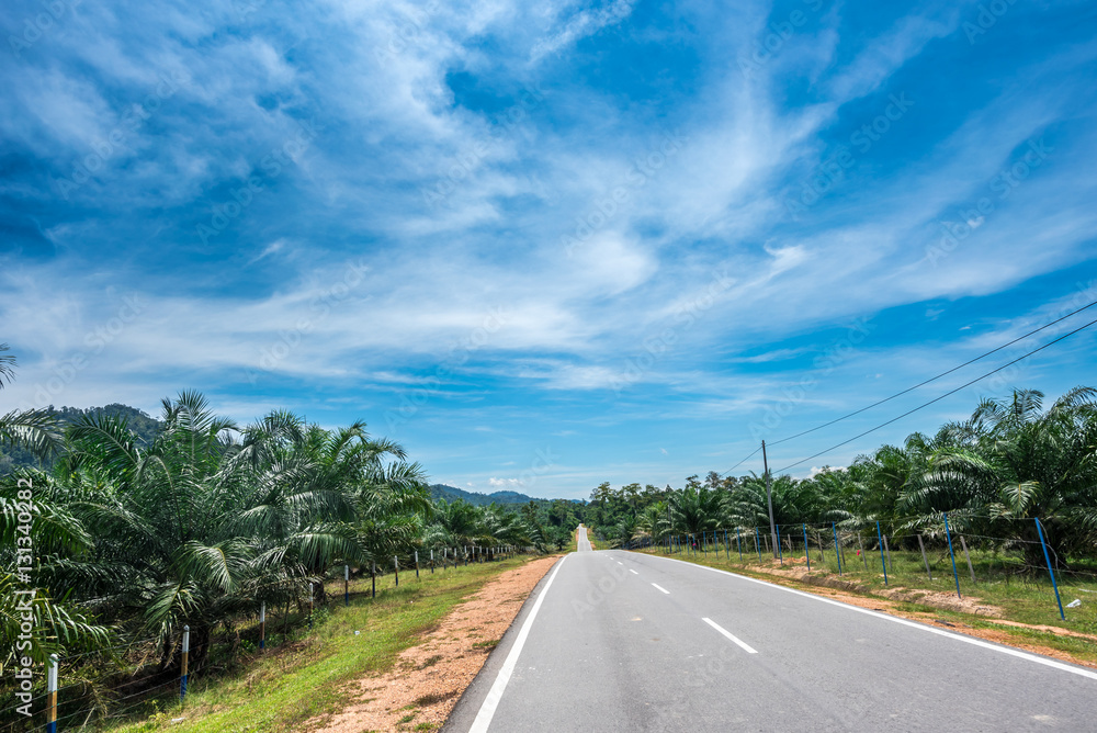 Straight road through palm oil plantation in Malaysia Straight road through palm oil plantation in Malaysia