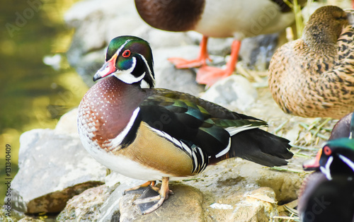 Male wood duck standing on a rock near water. 