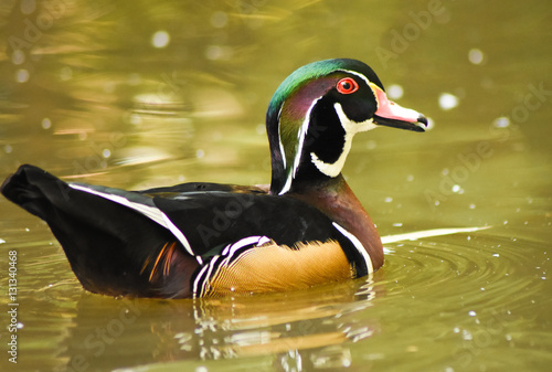 Male wood duck swimming on green water.