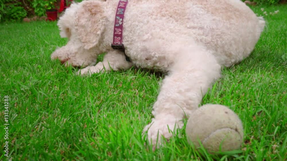 White poodle dog eating grass. Closeup of white dog lying on green lawn