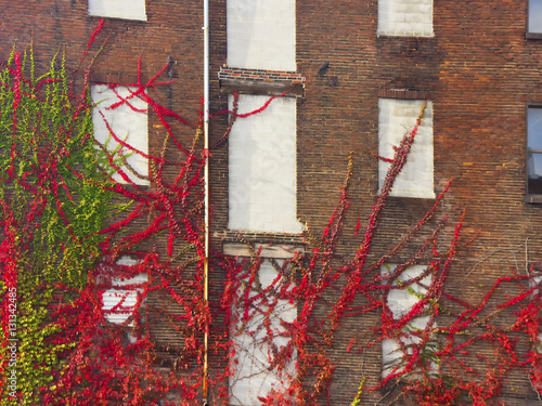 Vines climb wall of old building