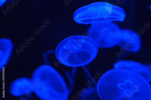 Jellyfish glowing blue © Alice Nerr