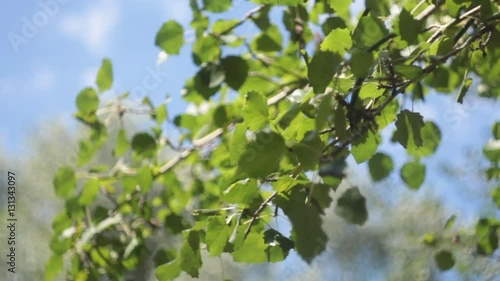 The branches of trees swaying in the wind