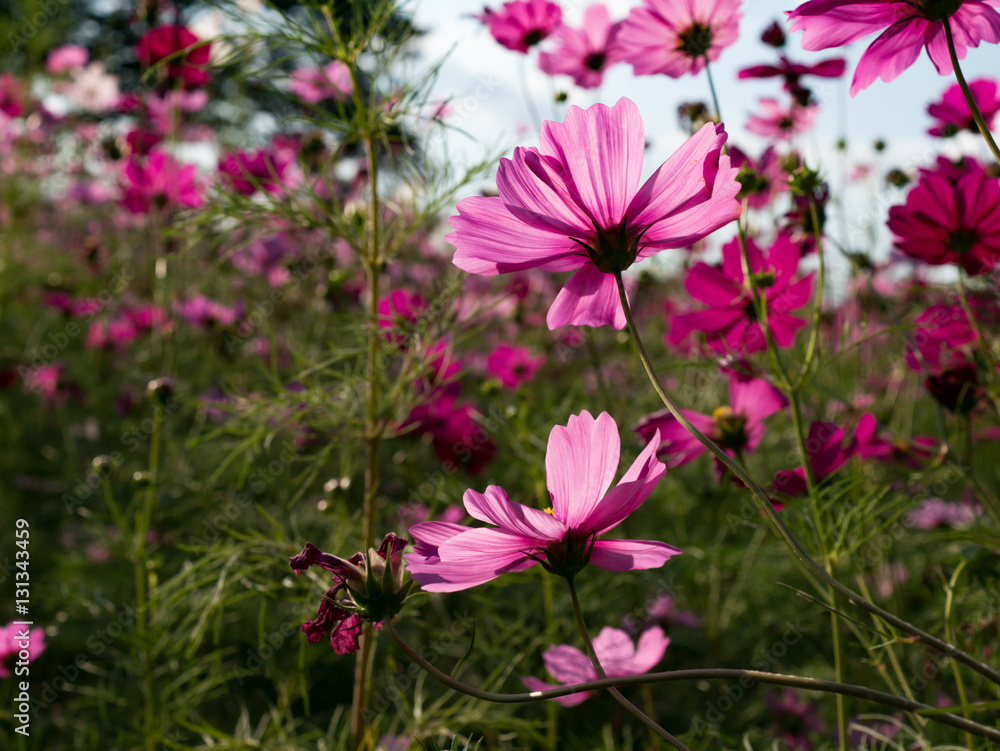 Fototapeta premium CosmosFlowers