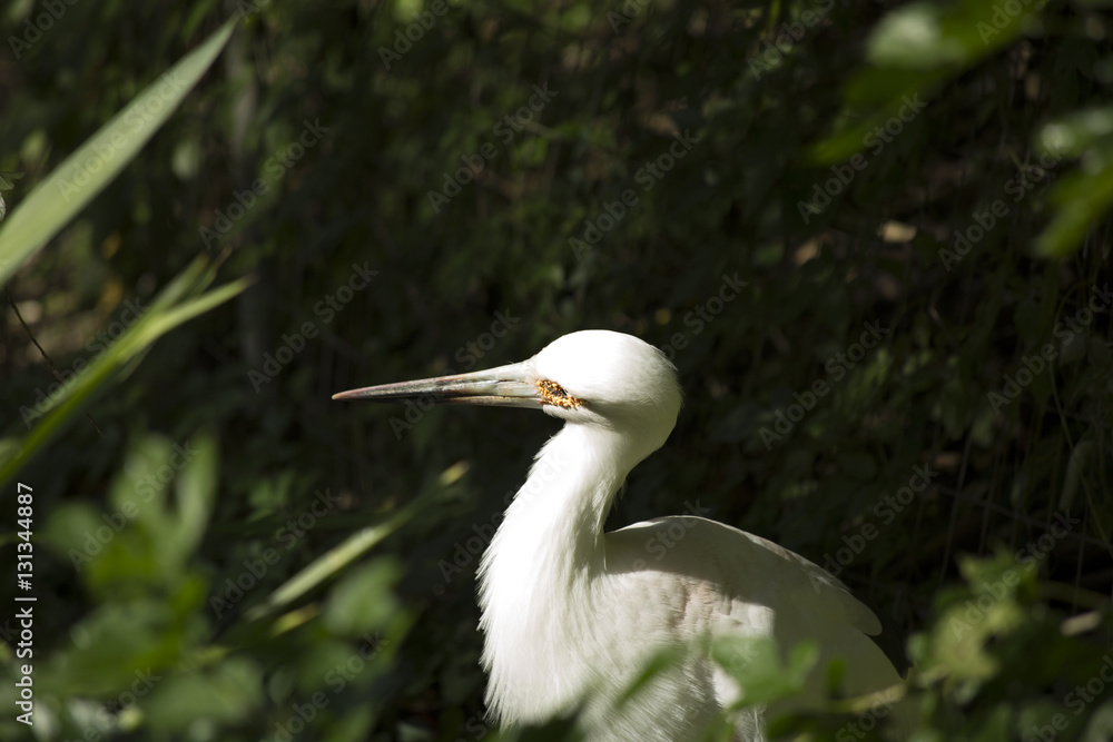 Maguari Stork