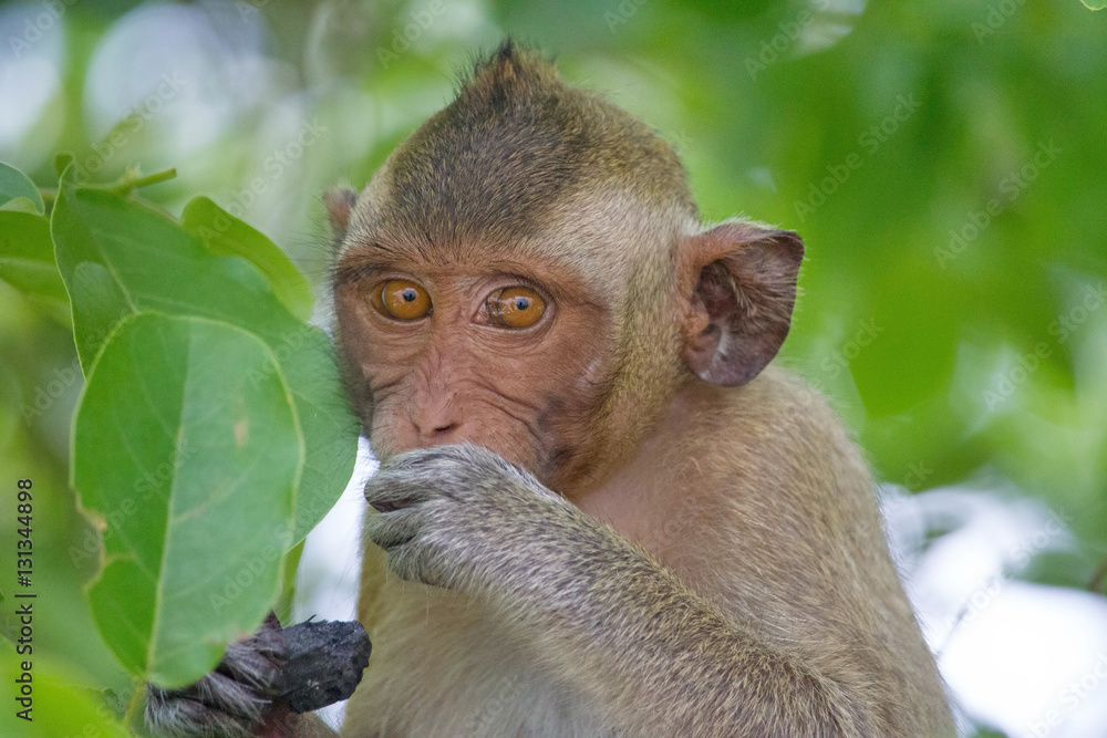 Fototapeta premium 可愛いサル