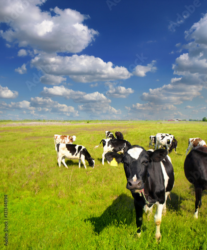 Calves on the field