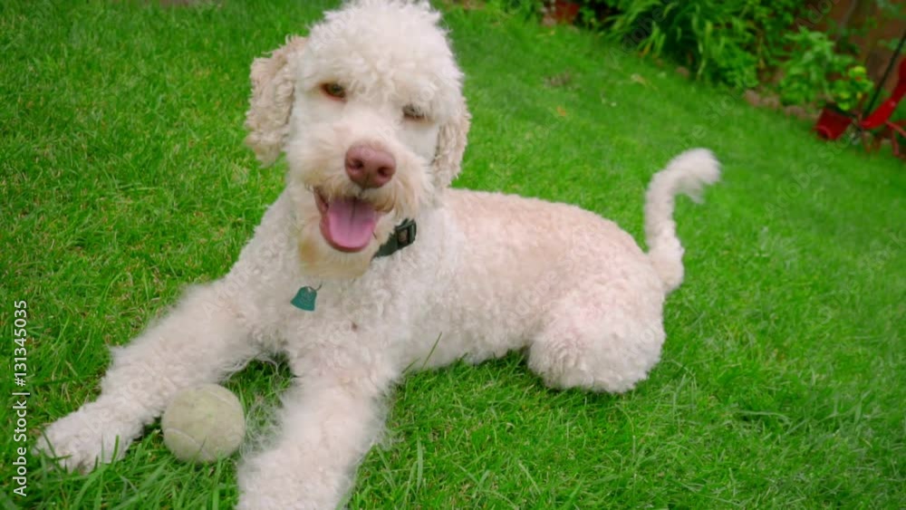 Happy dog lying down on grass. White labradoodle resting on green grass. Cute dog relaxing on backyard garden. White dog lying grass. White pet with toy. Cute pet outdoor Happy dog lying down on grass. White labradoodle resting on green grass. Cute dog relaxing on backyard garden. White dog lying grass. White pet with toy. Cute pet outdoor