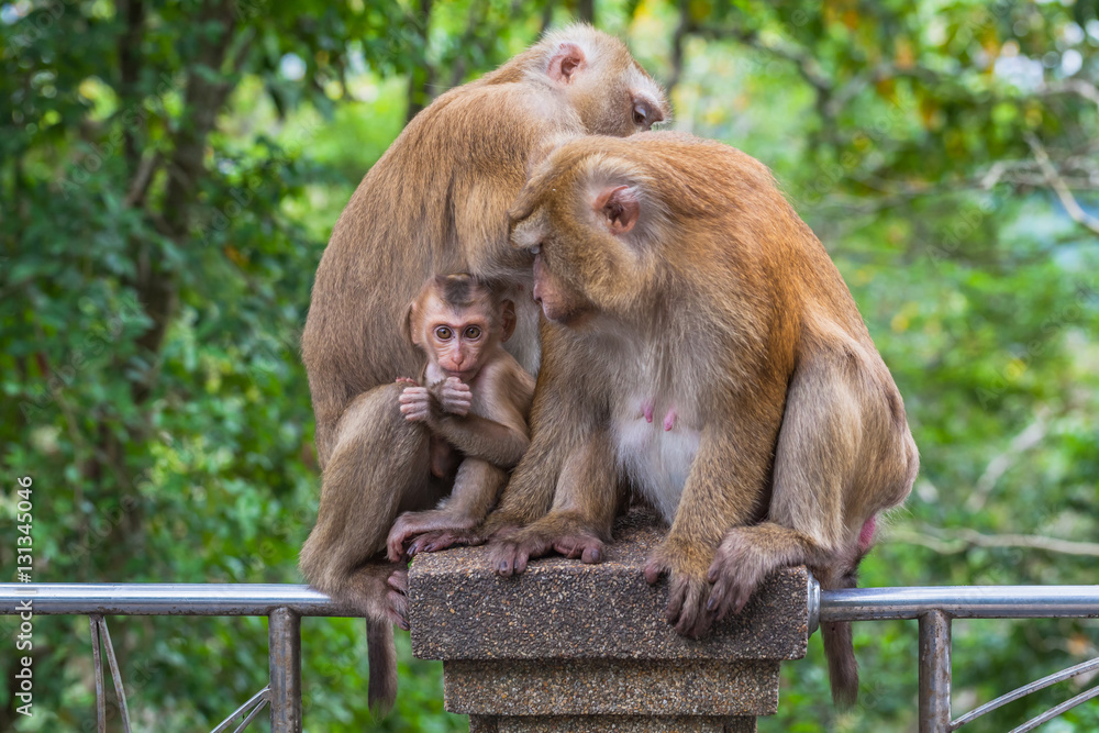a family of monkey