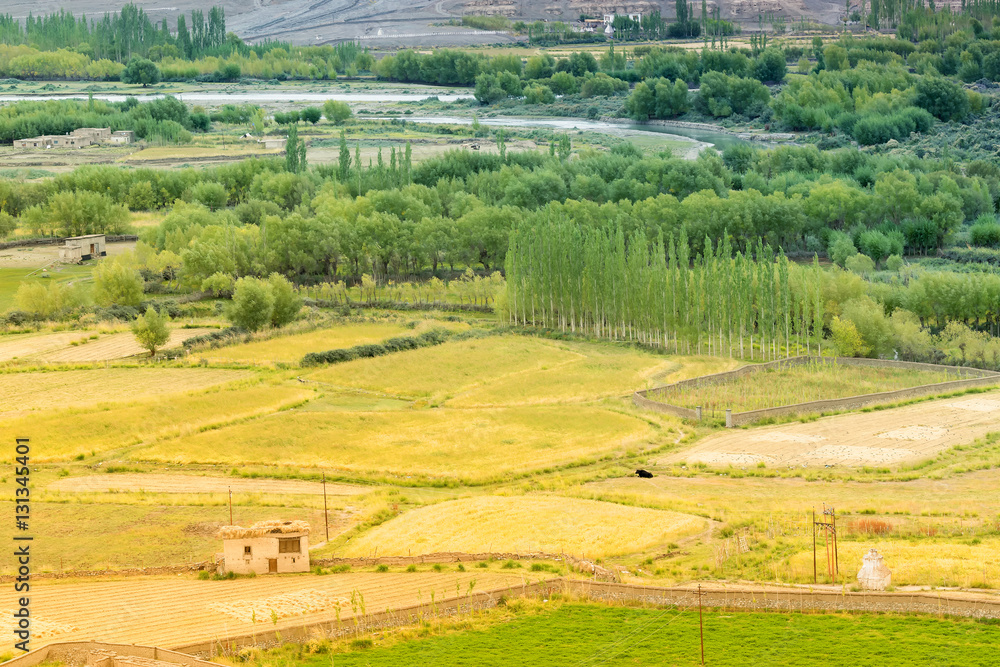 Agricultural land of Leh, Ladakh