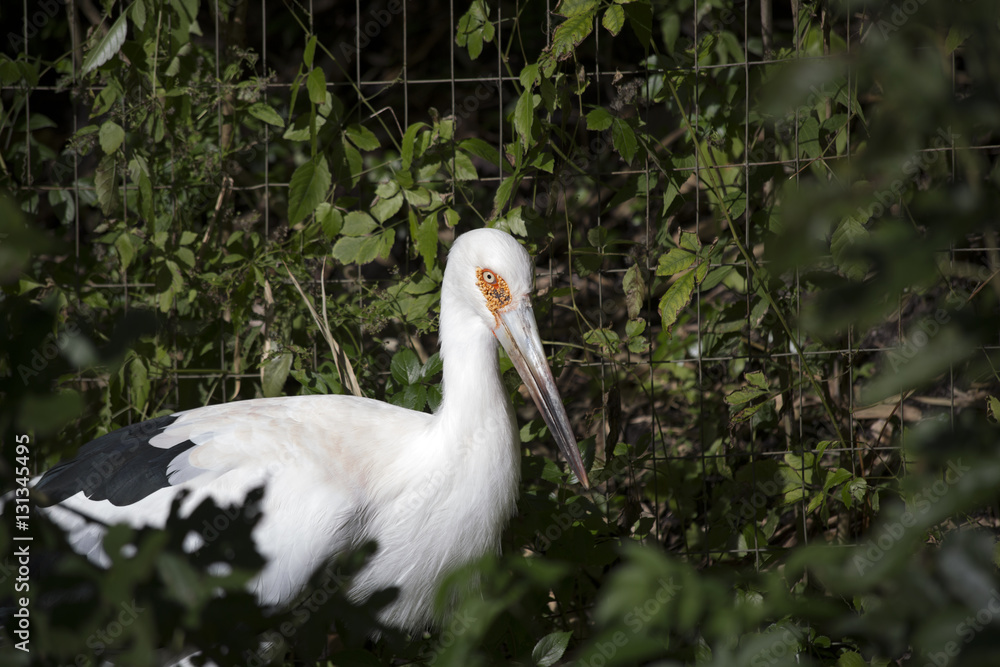 Fototapeta premium Maguari Stork