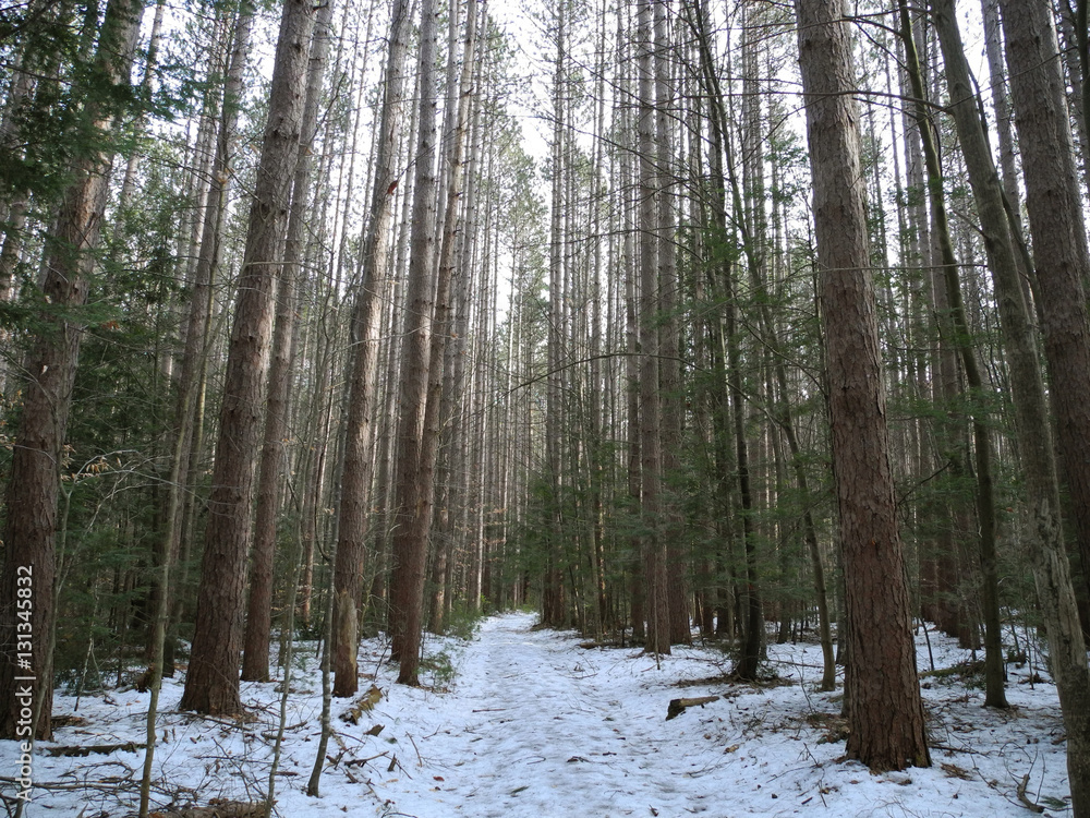 Fototapeta premium Tall Trees