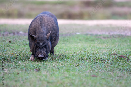 Black Pig