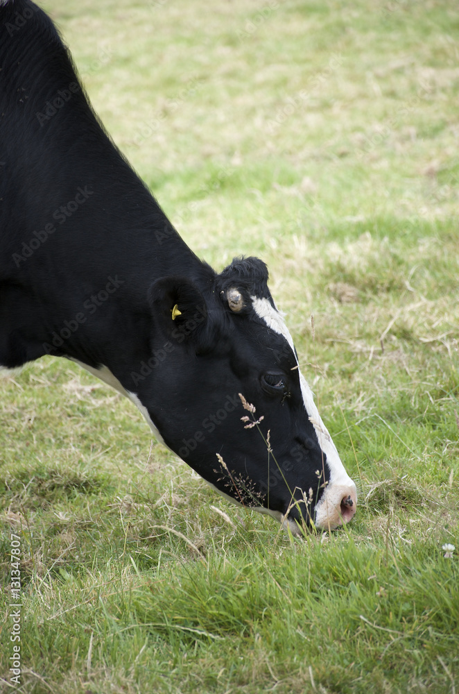 Black and white cow grazing grass in a green meadow Black and white cow grazing grass in a green meadow