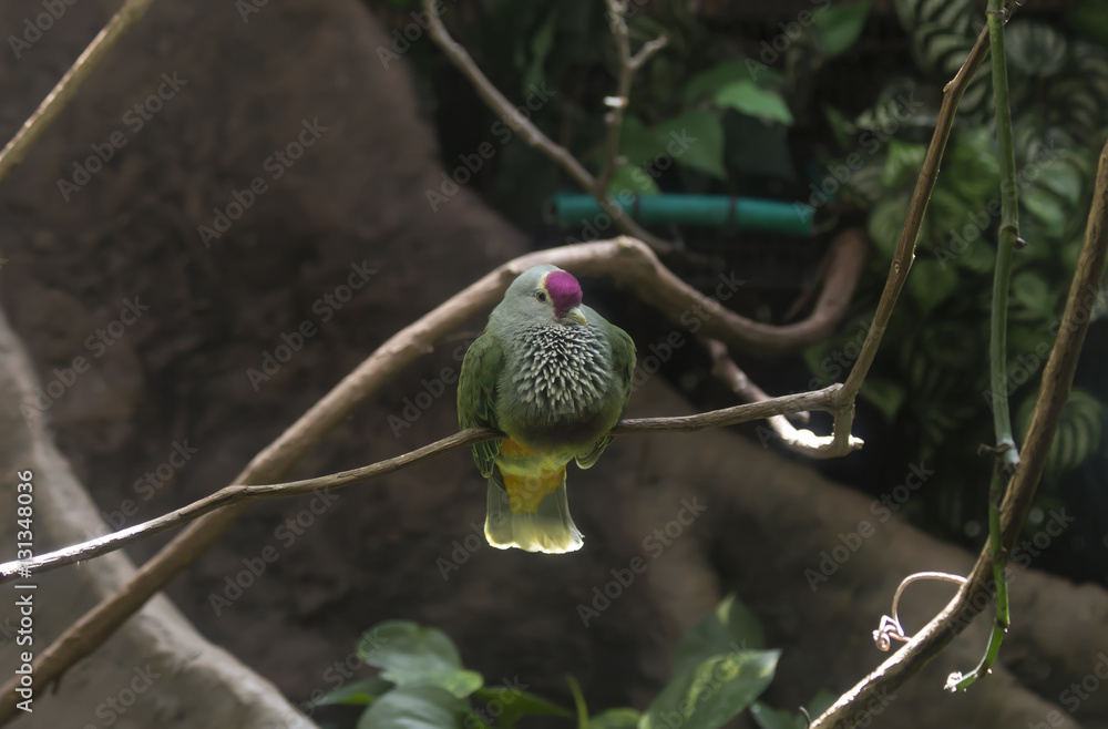Fototapeta premium Mariana Fruit Dove perched on a tree branch in a dense tropical forest canopy