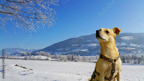 Canvas Print Winterurlaub mit Hund