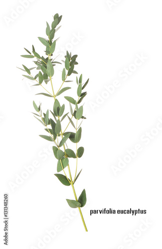 Green eucalyptus branch with name on white background