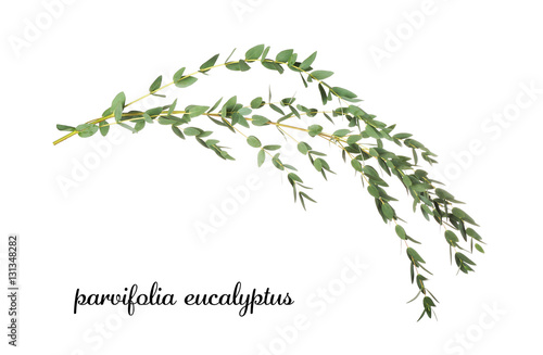Green eucalyptus branch with name on white background