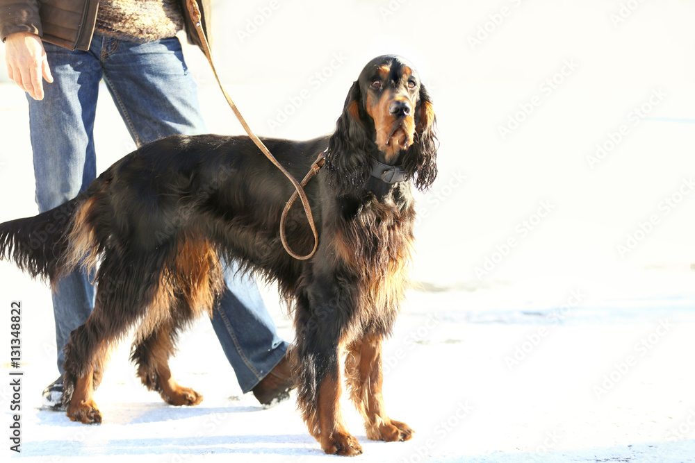 Cute funny dog with owner outdoors on winter day Cute funny dog with owner outdoors on winter day
