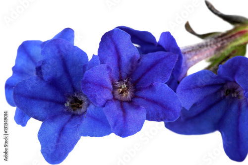 Vivid Lithodora Heavenly Blue - lithodora diffusa - flowers photo