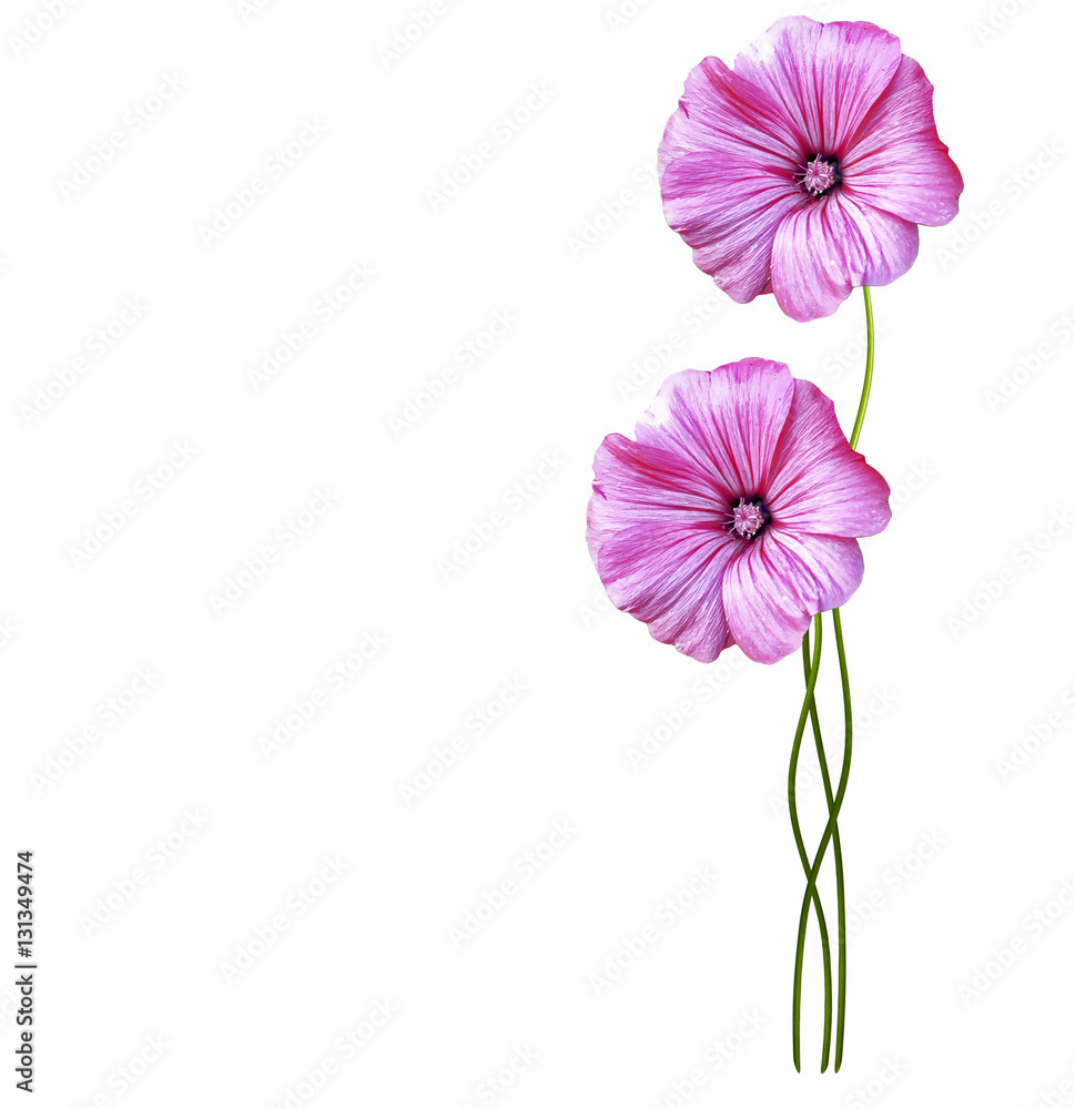 Naklejka premium Autumn colorful morning glory flowers isolated on white backgrou