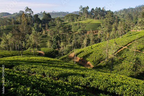 Tea plantation in hill country near, Thalawakele, Nuwara Eliya, Sri Lanka
