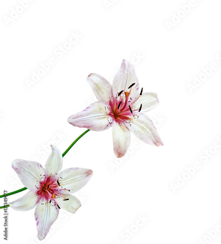Flower lily isolated on white background. summer © alenalihacheva
