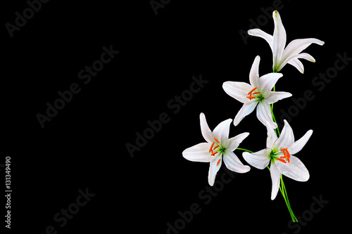 Flower lily isolated on black background. summer