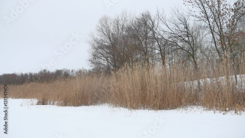 Wallpaper Mural river snow dry a grass and trees nature winter beautiful landscape Torontodigital.ca