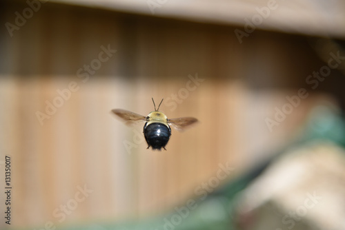 Carpenter Bee in Flight photo