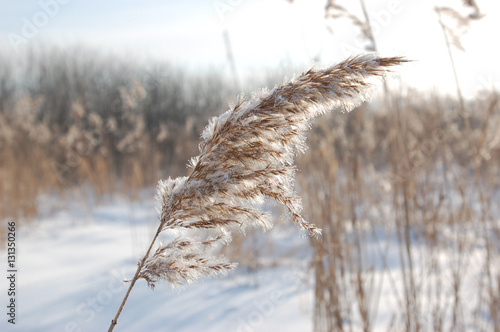 Naklejka Phragmites communis – Тростник обыкновенный в морозный зимний день на фоне снега и голубого неба.