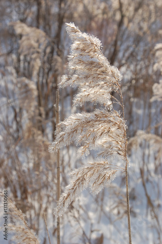 Naklejka Phragmites communis – Тростник обыкновенный в морозный зимний день на фоне снега и голубого неба.