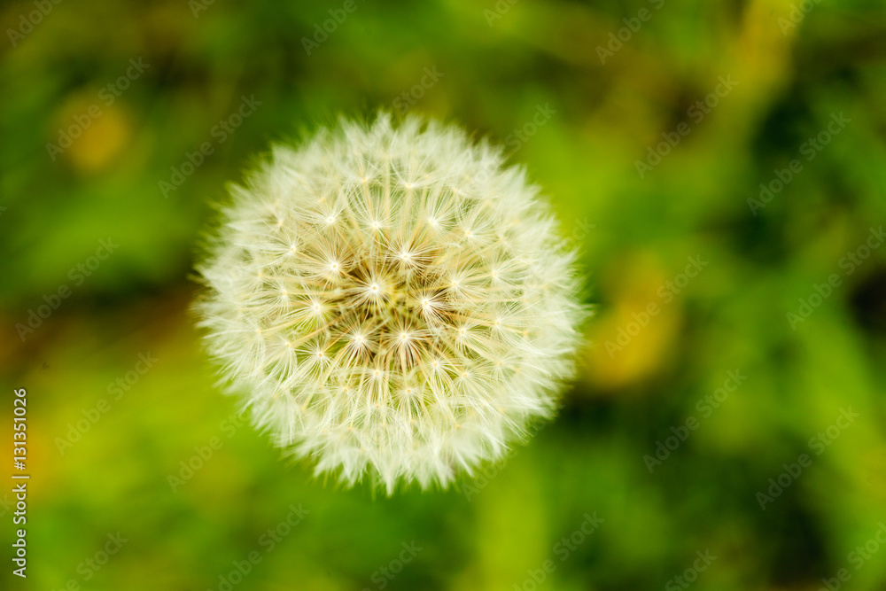 Detailed closeup of fluffy dandelion seed heads Detailed closeup of fluffy dandelion seed heads