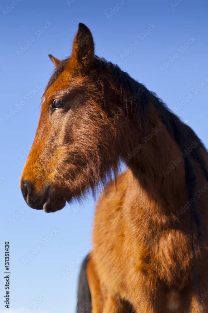 Wild Mustang Horse In The Nevada Desert. Stock-foto 