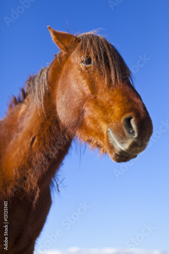 Fototapeta Naklejka Na Ścianę i Meble -  Wild Mustang Horse in the Nevada desert.